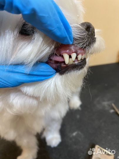 Груминг обучение