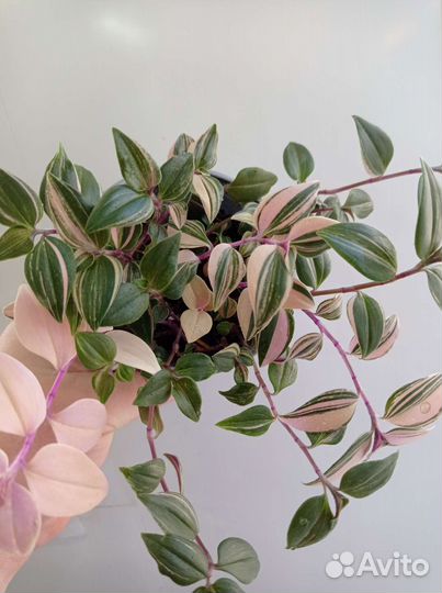 Традесканция