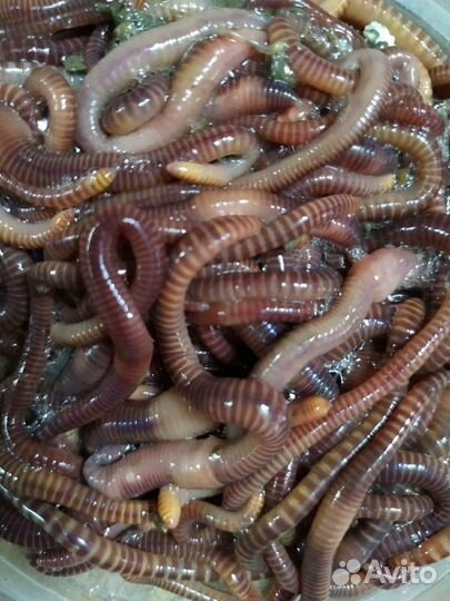Черви для рыбалки