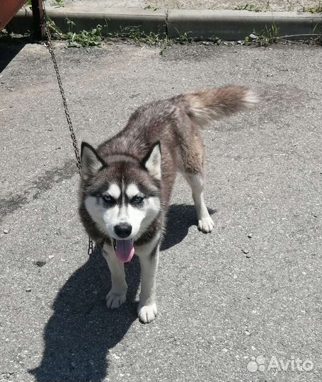 Сибирский хаски