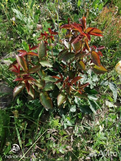 Кустовые розы