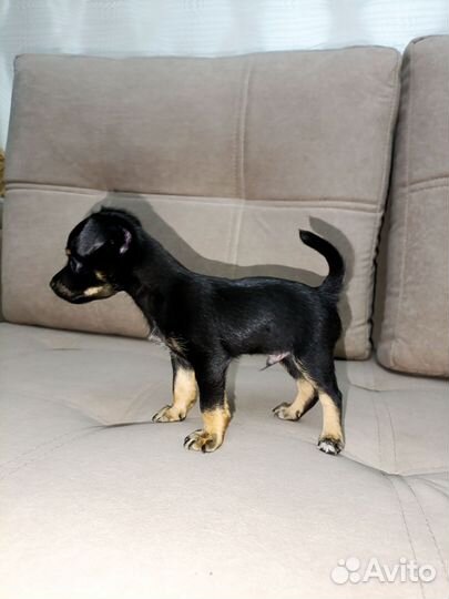 Щенки русский той-терьер в оребурге