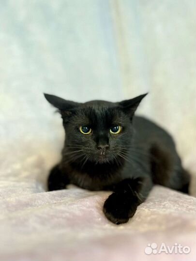 Кошечка в добрые руки