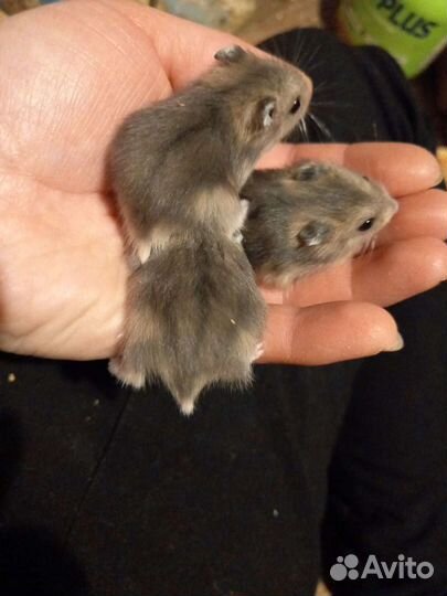 Джунгарский хомяк