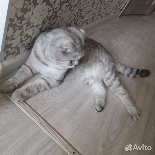 Шотландская вислоухая кошка бесплатно