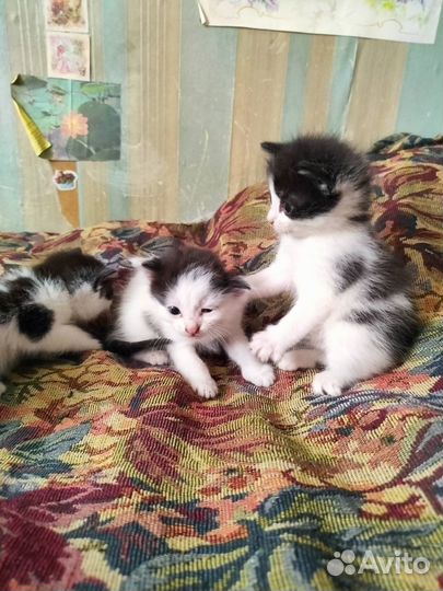 Котята в добрые руки