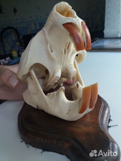 Зоологический экспонат