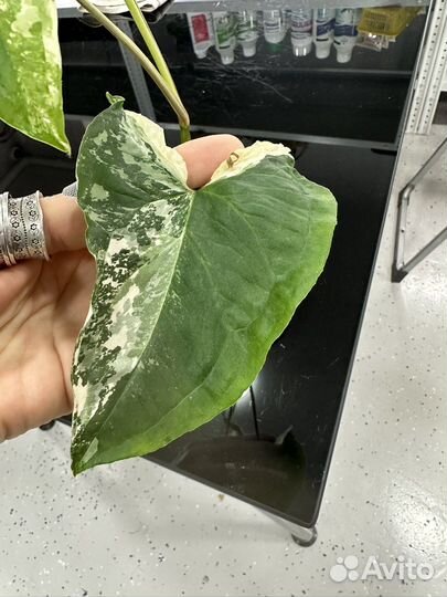 Сингониумы