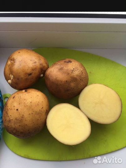 Семенной картофель