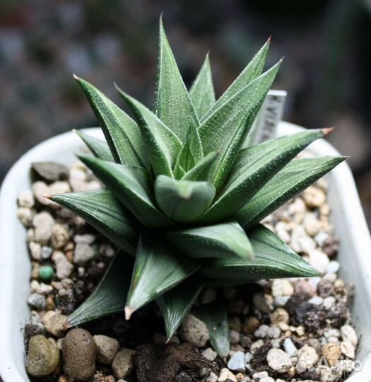 Хавортия, суккуленты