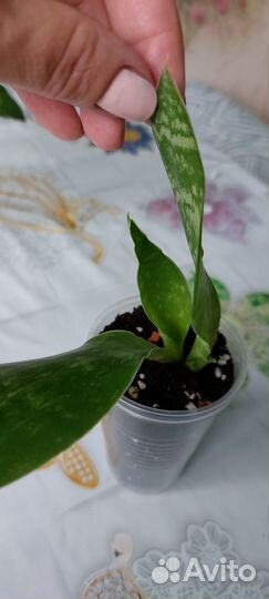 Сансевиерия Аубрутиана драгон(дракон)