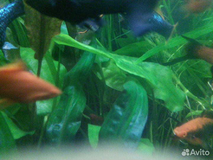 Аквариумные растения