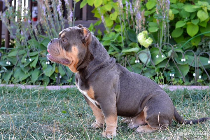 Американский булли вязка/щенки