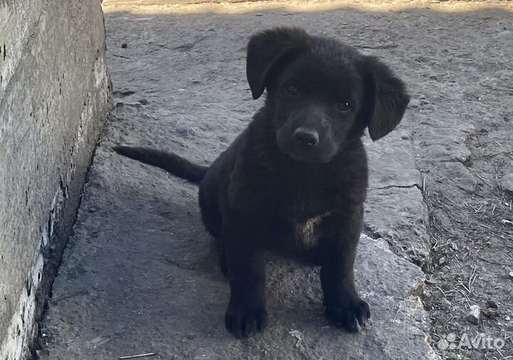 Отдам в добрые руки щенков