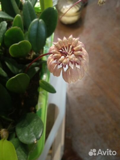 Орхидея бульбофилум sikkimense