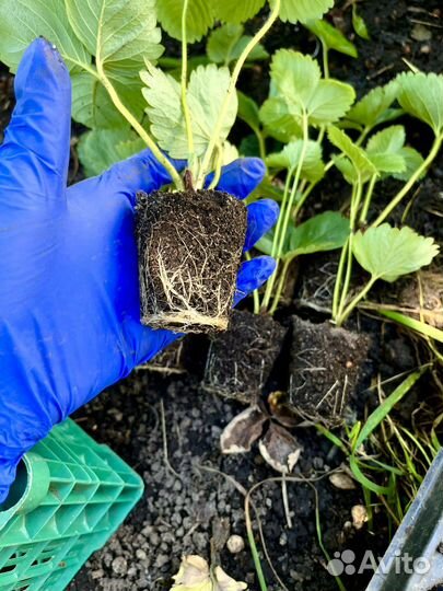 Рассада клубники Липецкая обл