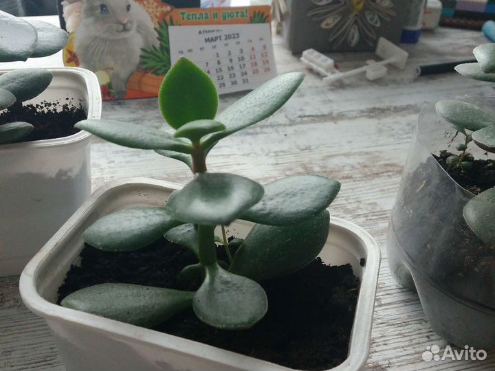 Толстянка денежное дерево