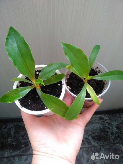 Эухарис амазонская лилия, и другие