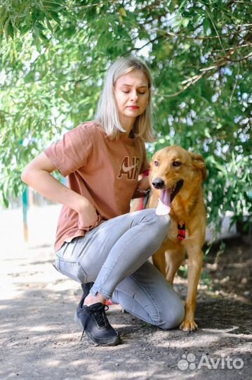 Собака в дар