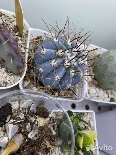 Кактусы редкие