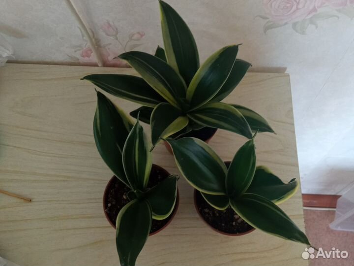 Сансевиерии Футура Суперба, Мунлайт, Ханни