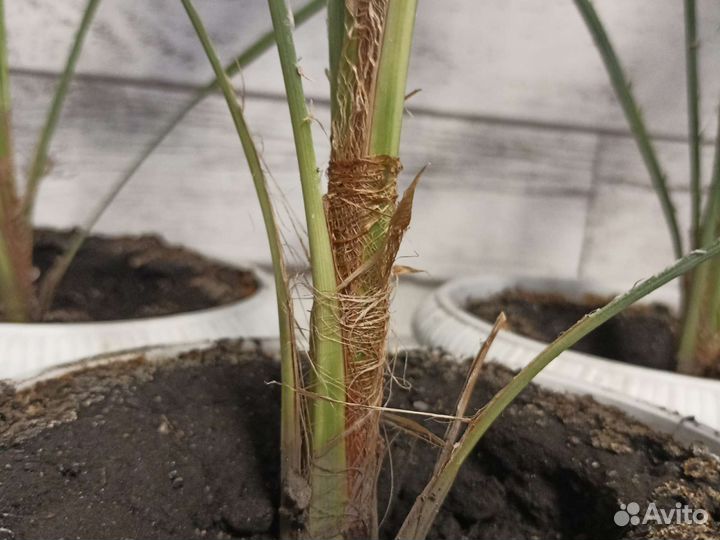 Трахикарпус Форчуна