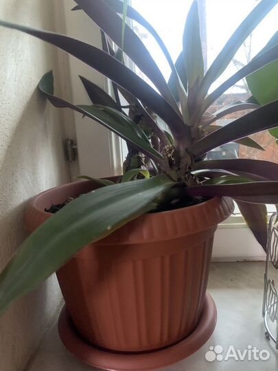 Рэо ладья моисея