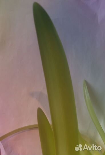 Гиппеаструм амариллис