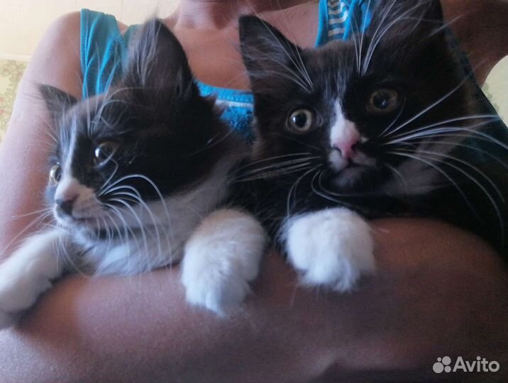 Отдам в добрые руки котят