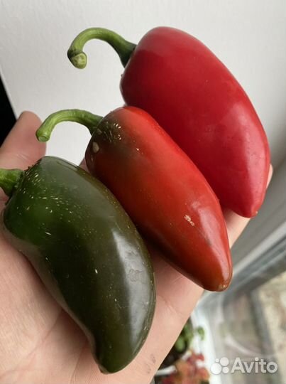 Семена острого перца