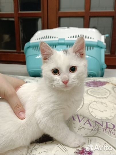 Котята в добрые руки мальчики 2 месяца