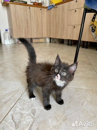 Котёнок девочка