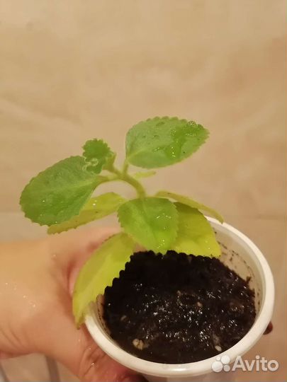 Комнатная мята