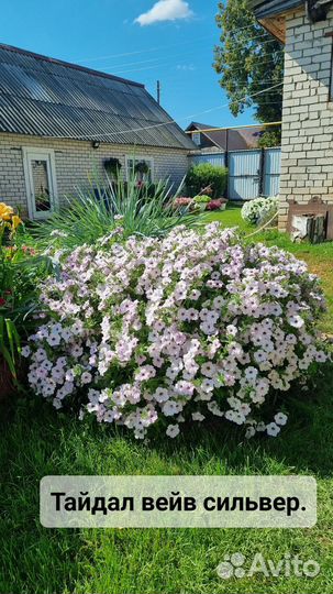 Ампельная петуния (семенная) 0, 5л