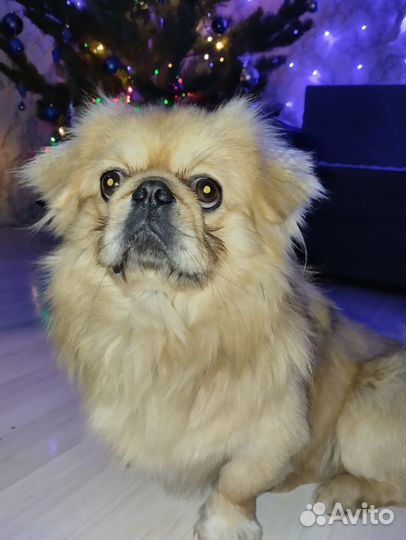 Вязка собак пекинес