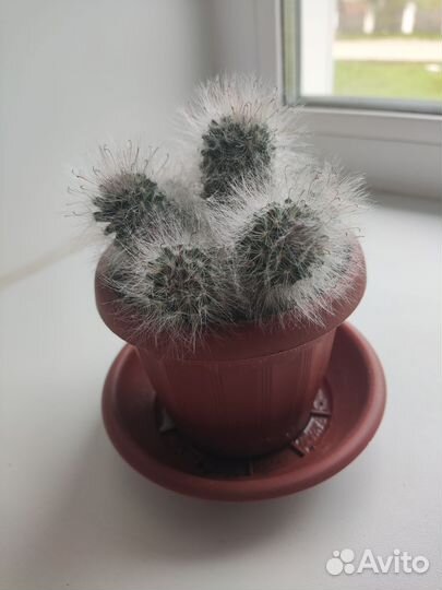 Кактус опунция пушистая