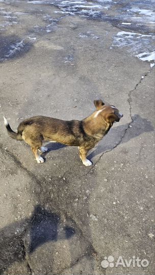 Милые щеночки