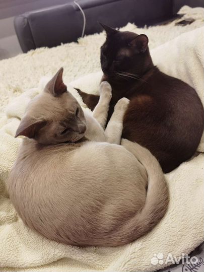 Бурманский котенок