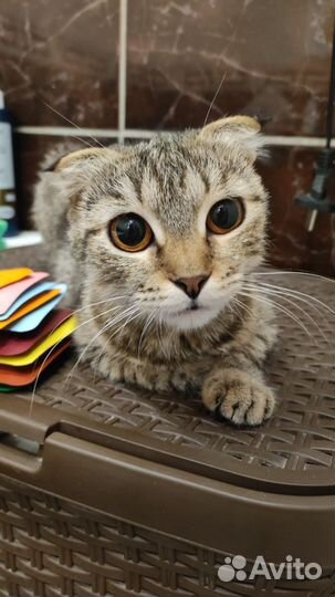 Кошечка. Стерилизована. Волгоград. Ищем ручки