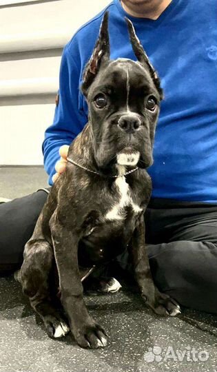 Эффектная боксерка