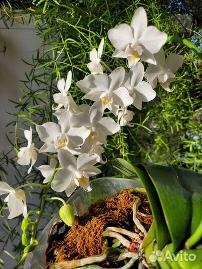 Детка орхидеи