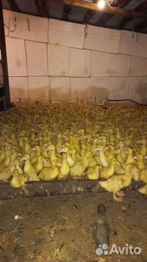 С/х птица оптом