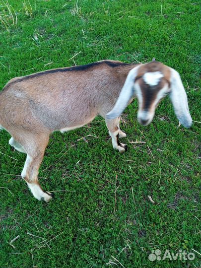 Коза дойная, козочки