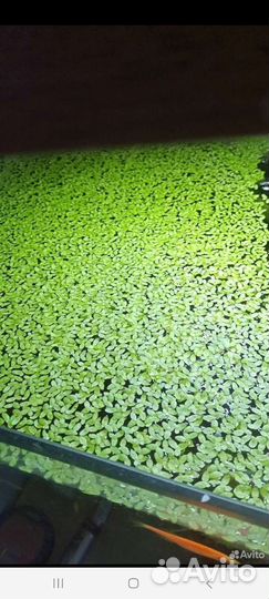 Ряска, бесплатно