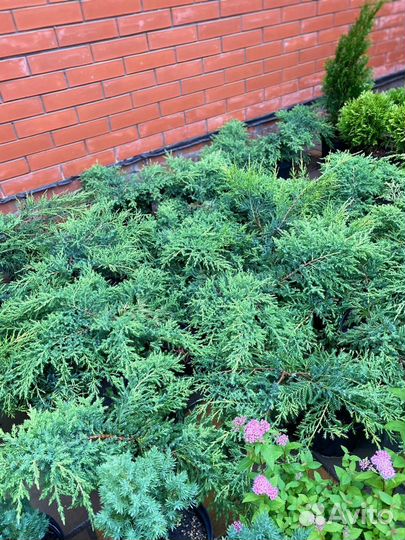 Можжевельник