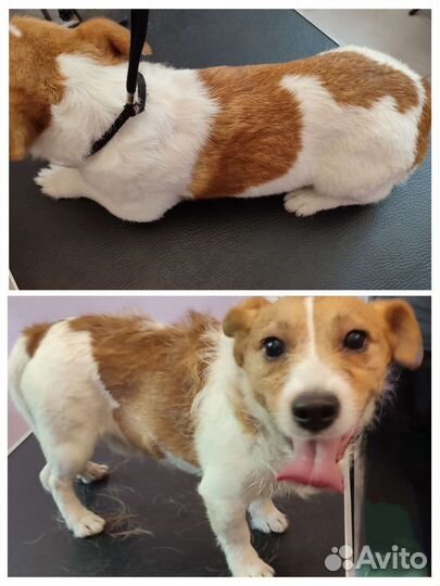 Груминг собак и кошек