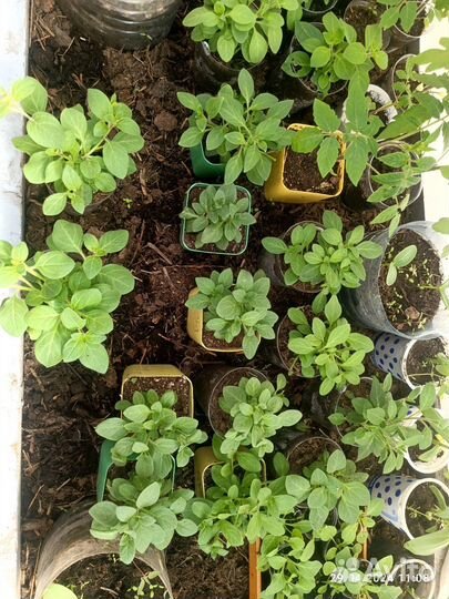 Рассада петунии Тайдал каскадно-ампельная