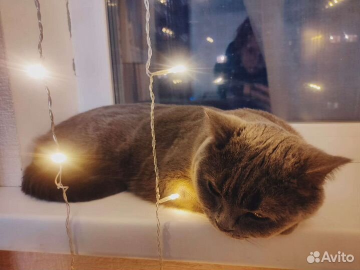 Кошечка в добрые руки