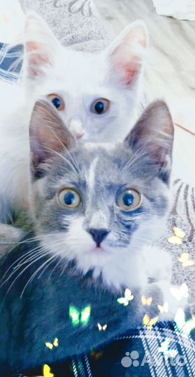 Котята в добрые руки бесплатно