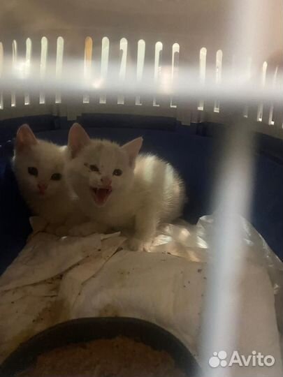 Белые ангелочки котята